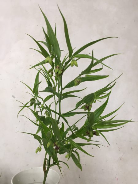 チゴユリ 稚児百合