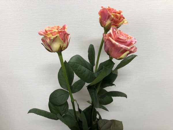 フィスタ+ 薔薇