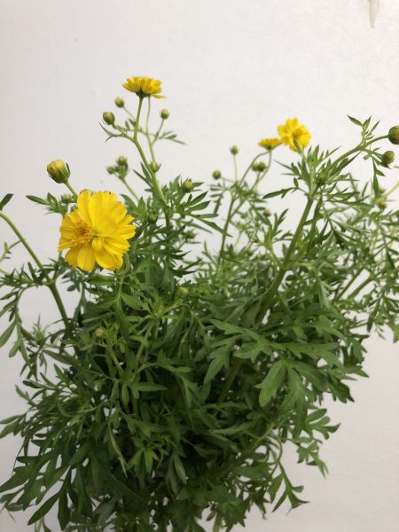 サニーイエロー コスモス