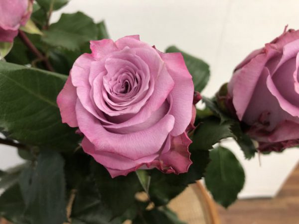 マリティム　紫　バラ