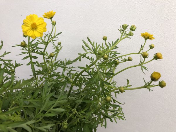 キバナコスモス