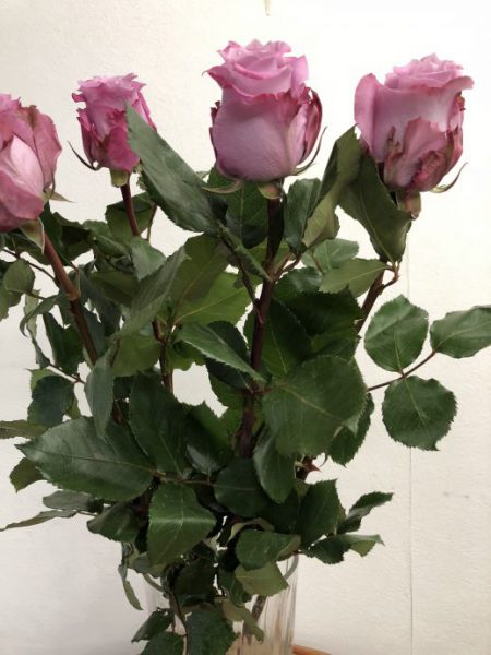 パープル　バラ　マリティム