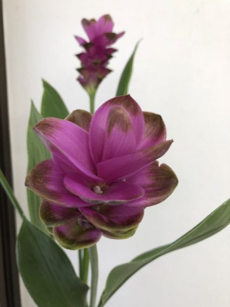 クルクマ　紫苑