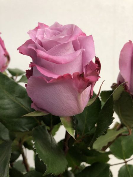 マリティム　薔薇