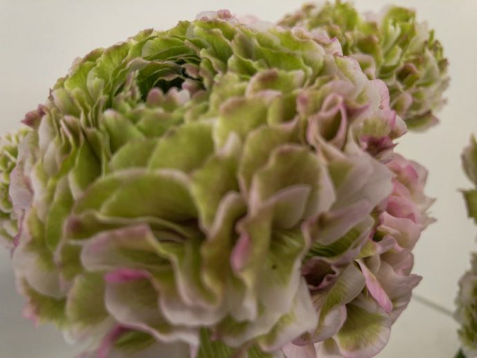 ラナンキュラス　複色