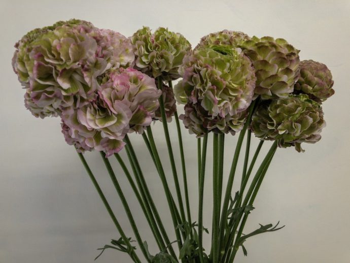 ラナンキュラス　薄ピンク