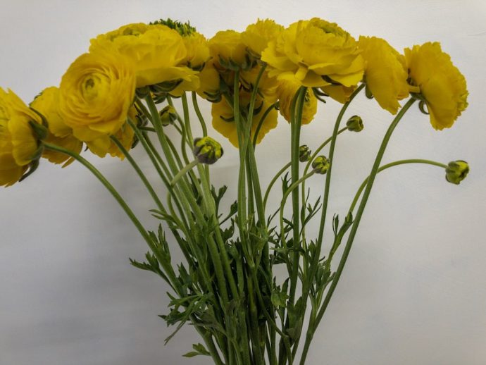 ラナンキュラス　イエロー