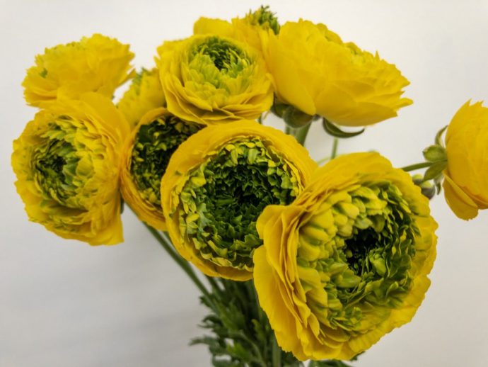 ジロンド　ラナンキュラス