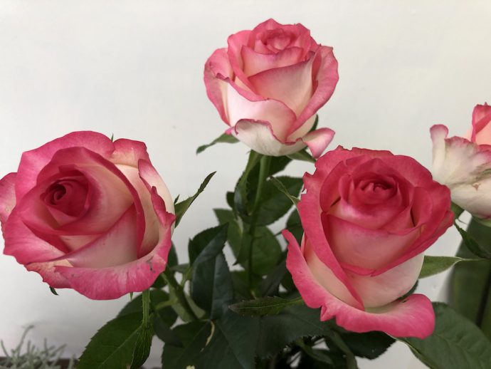 ジュミリア バラ