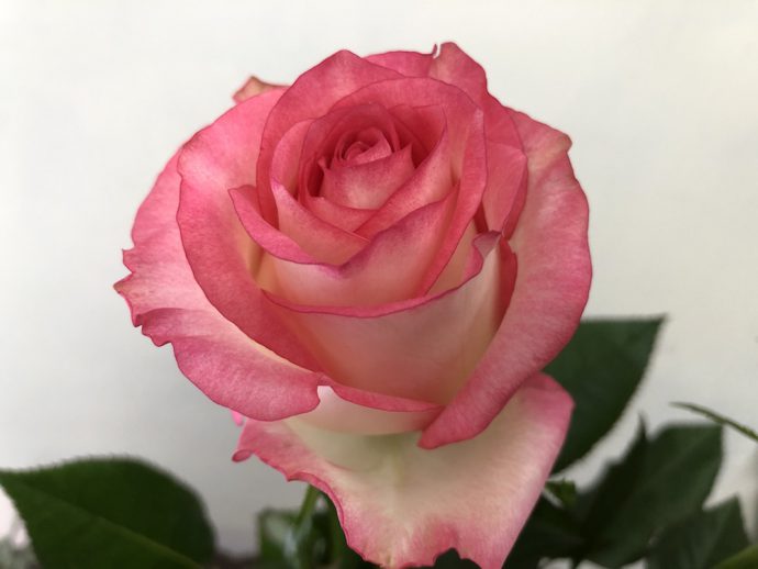 ジュミリア 薔薇