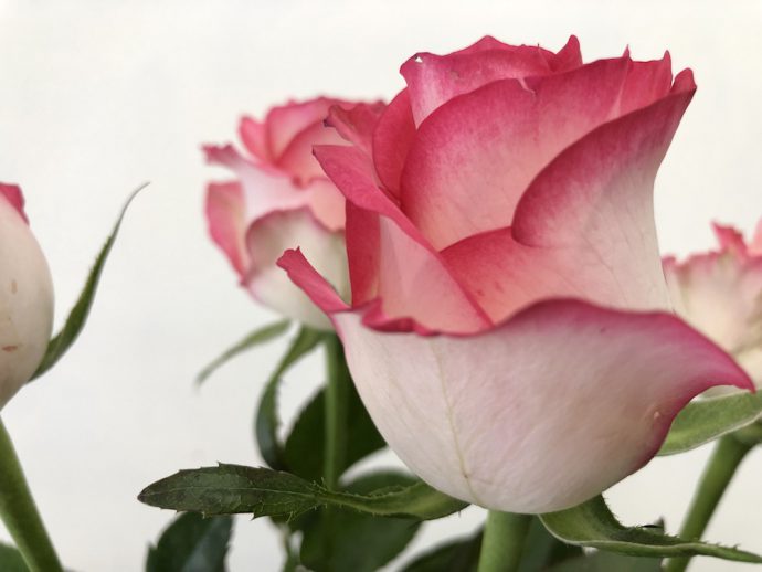 ジュミリア(バラ複色p)