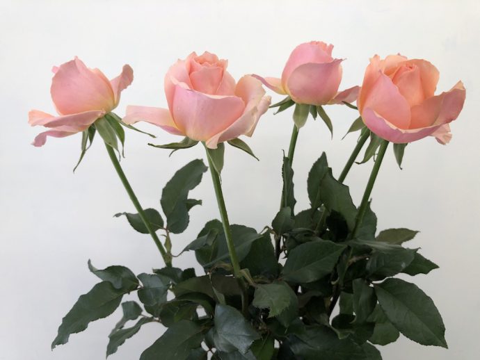 バラ ピアチェーレ