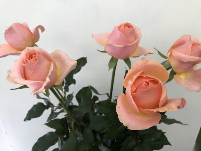 ピアチェーレ バラ