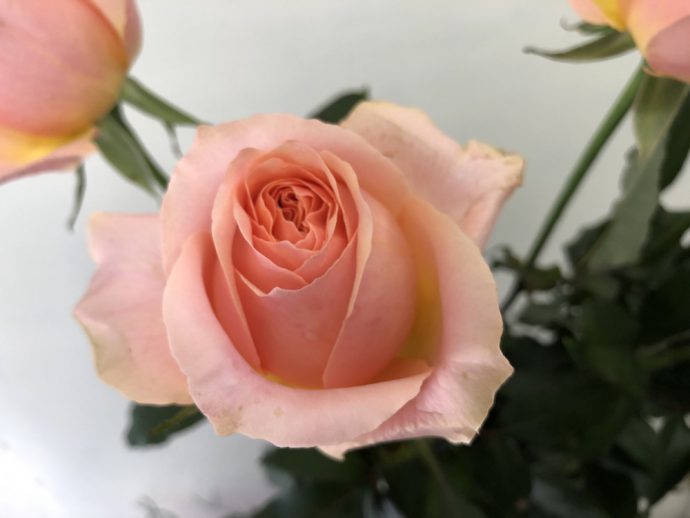 ピアチェーレ 薔薇