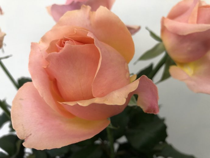 薔薇 ピアチェーレ