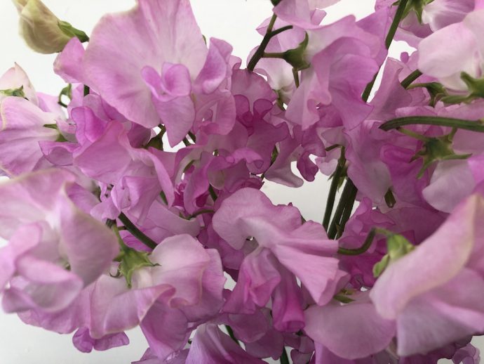 ムジカローズ スイトピー