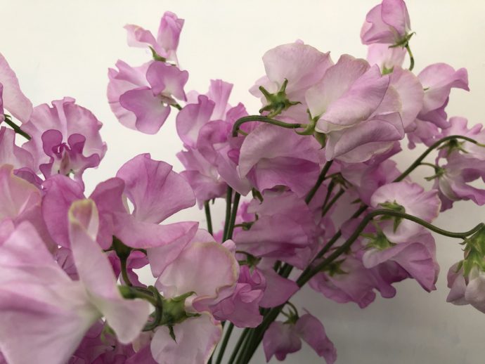 ムジカローズ スイートピー