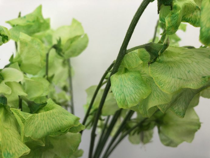 スイートピー グリーン