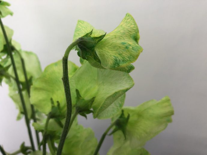 スイートピー 緑