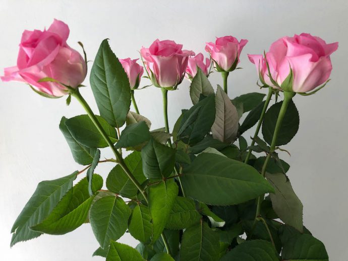 バラ スイートユニーク