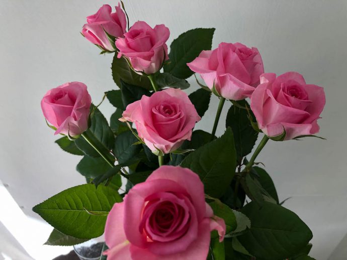 スイートユニーク 薔薇