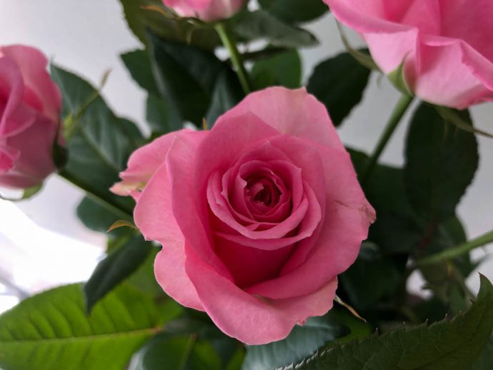 スイートユニーク バラ