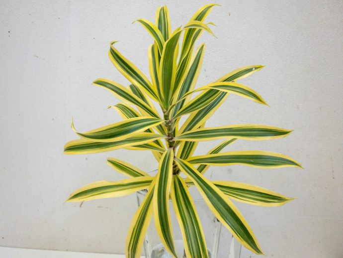 レフレクサ　種類