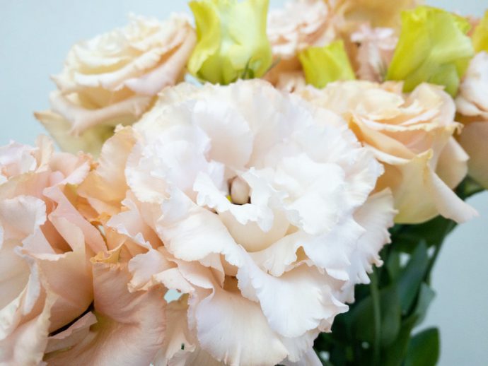 ボヤージュライトアプリコット