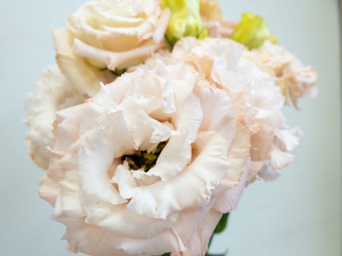 トルコキキョウ ボヤージュライトアプリコット