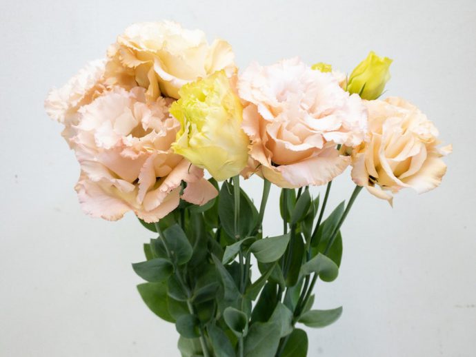 トルコキキョウ 花言葉