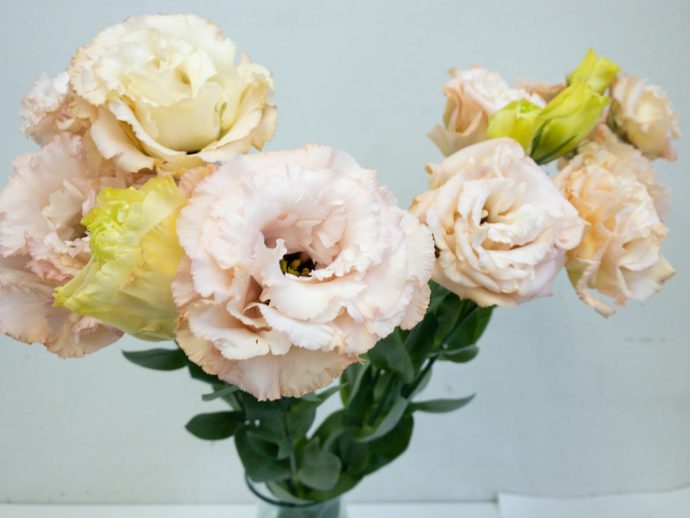 トルコキキョウ 画像