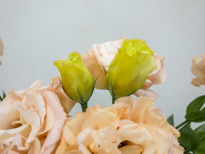 トルコキキョウ