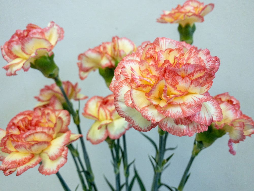 カーネーション　サレア