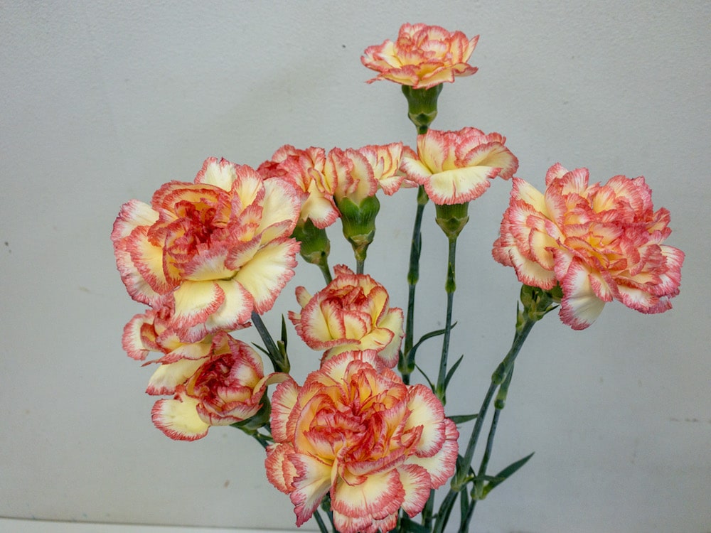 サレア　カーネ