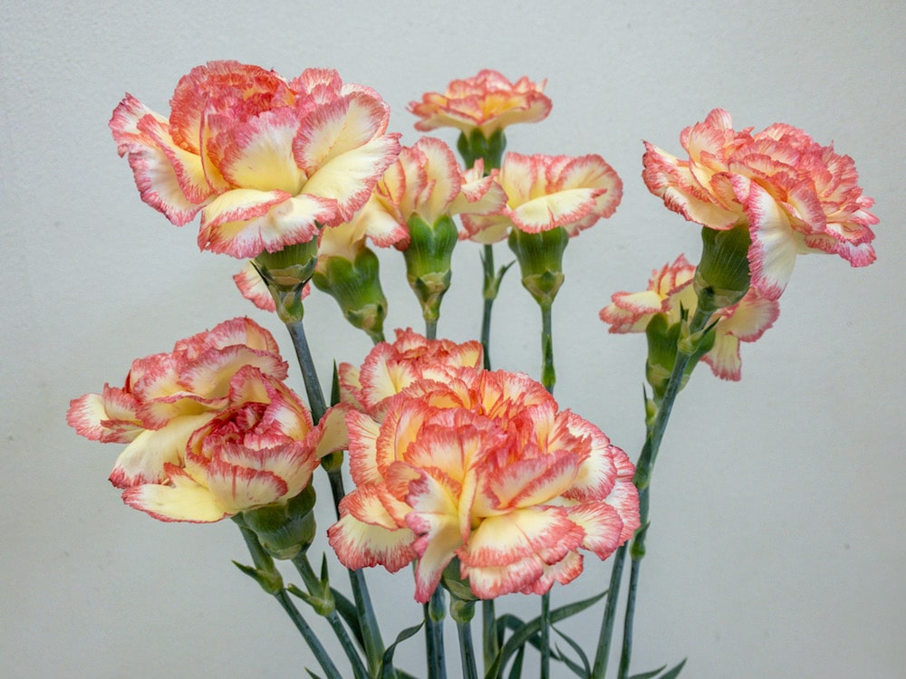 カーネーション　複色