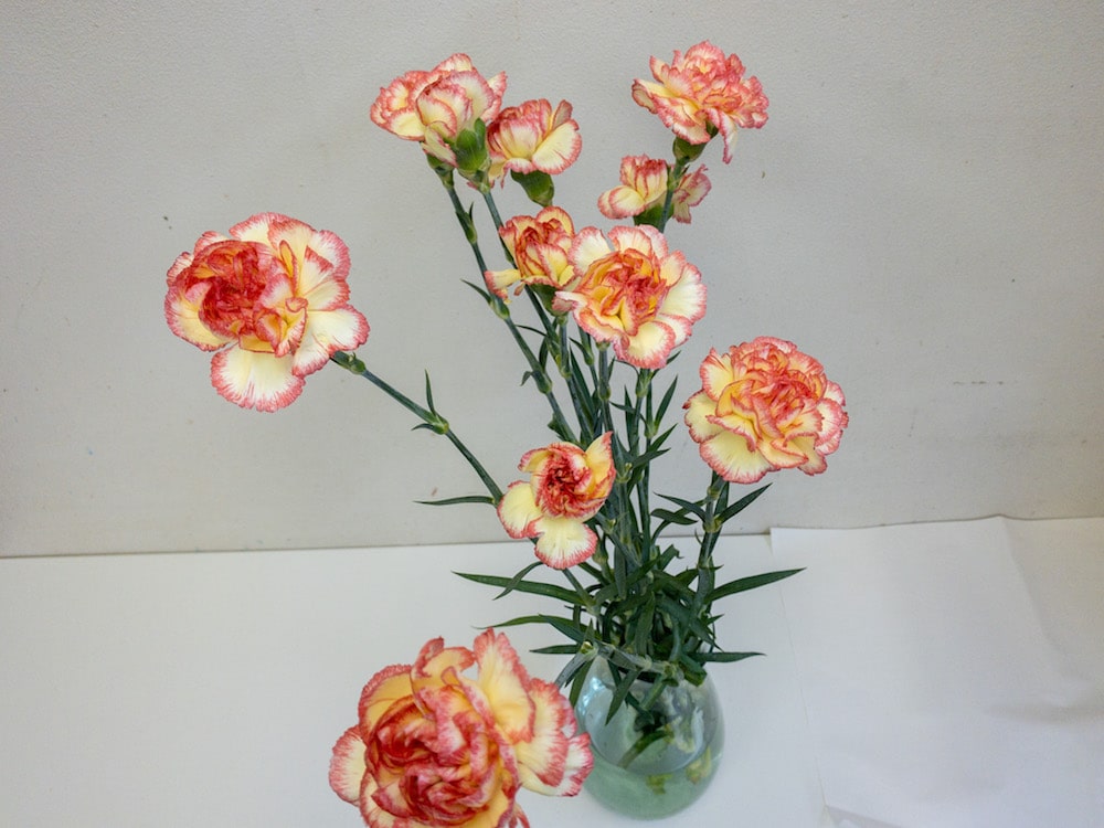 カーネーション