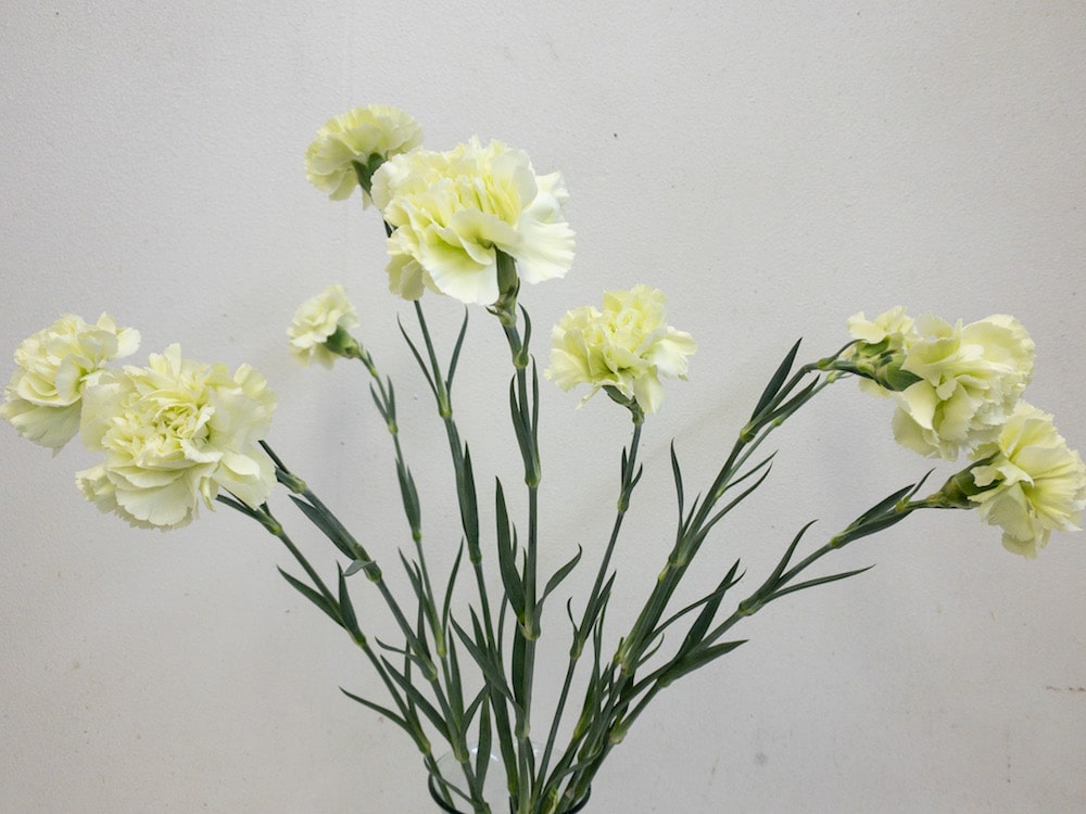 カーネーション　グリーン