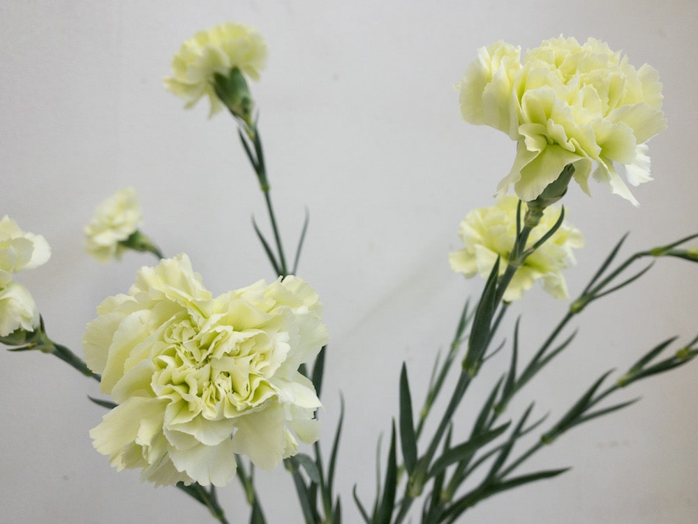 カーネーション