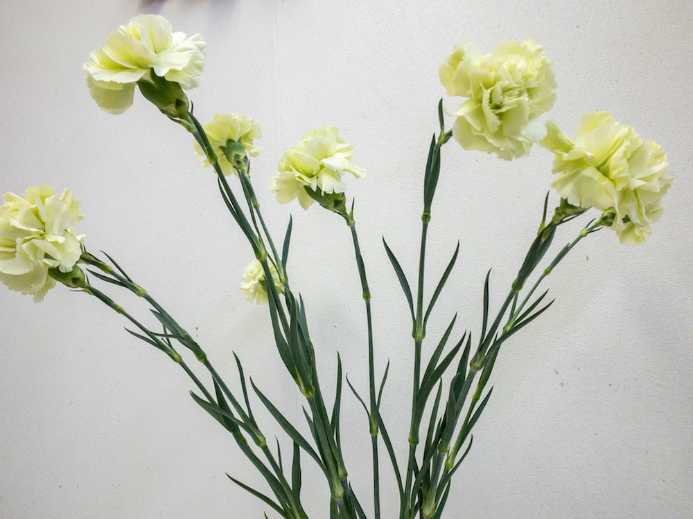 カーネ　プラドミント