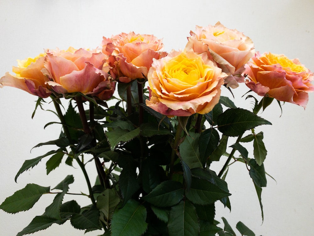 バラ　オレンジ