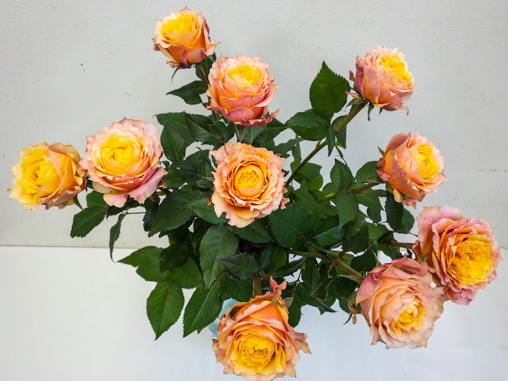 シャイオン　切り花