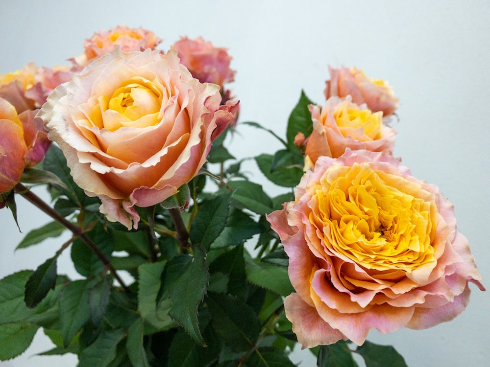 バラ　シャインオン