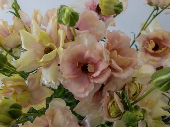 ラナンキュラスラックス