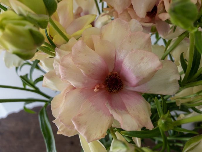 ラナンキュラス アリアドネ