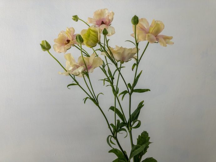 ラックスアリアドネ