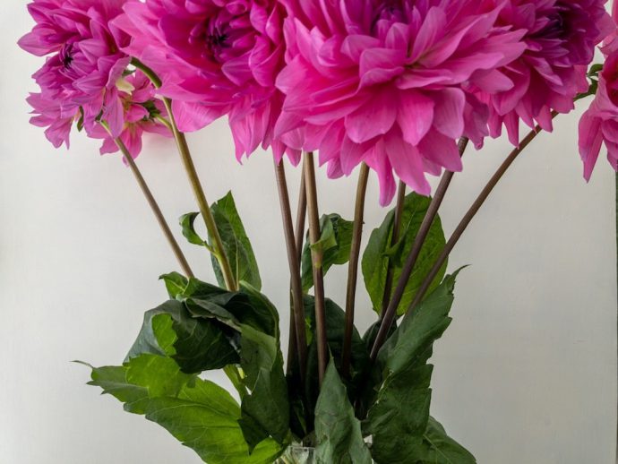 マジックピンク ダリア