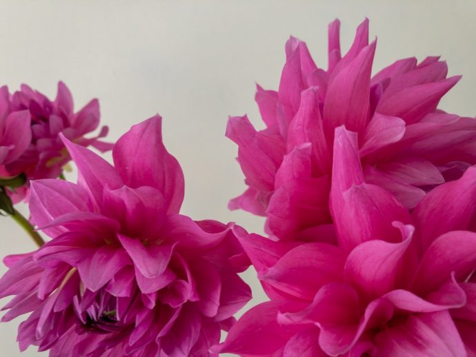 マジックピンク