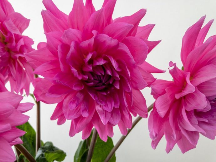 ダリア マジックピンク