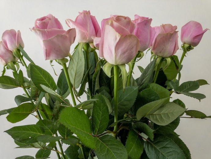 バラ ピンクスムージー