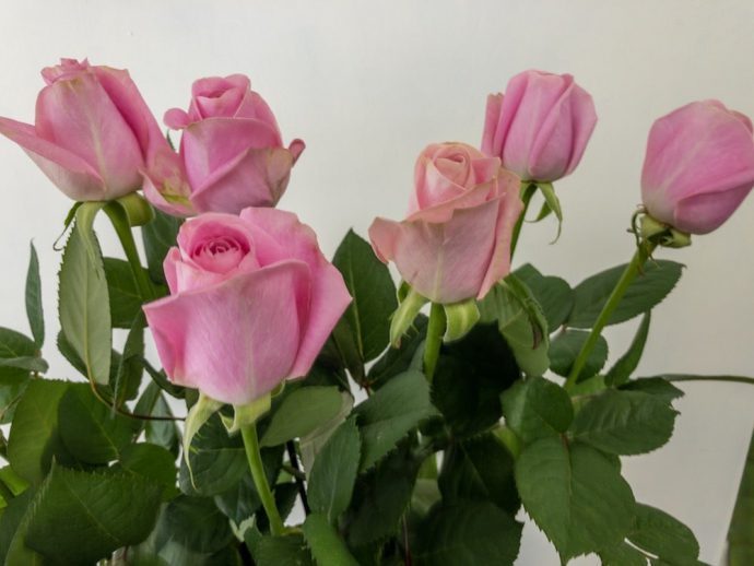 薔薇 ピンクスムージー